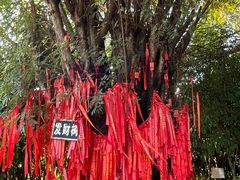 -瑞丽独树成林风景区