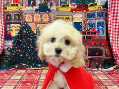 -悠尼宠物·独立低压伊珊娜洗护·美容·寄养(兰谷路店)