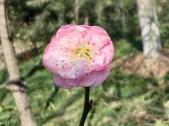 -上海吴淞炮台湾国家湿地公园