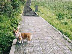-龙坞茶村