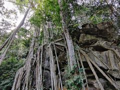 -中国科学院西双版纳热带植物园