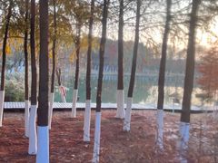 -合肥滨湖国家森林公园