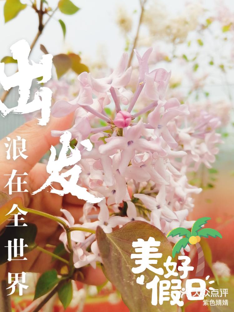 幸运女神降临找到5个花瓣的丁香花免费惊喜