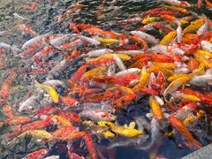 -番禺宾馆丽苑厅