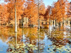 -池杉湖湿地公园