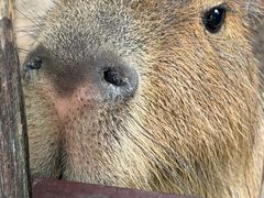 -泉州海丝野生动物世界