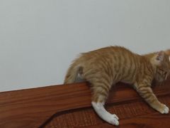 -瑞派伍一宠物医院·眼科·骨科·猫科转诊中心(马王堆院)