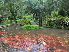 -莫里热带雨林景区