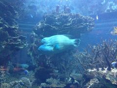 -迪拜帆船酒店海底餐厅