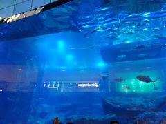 -迪拜水族馆及水下动物园