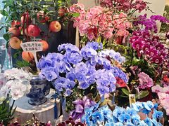 -溪岸路花鸟市场