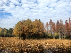 -长广溪湿地公园