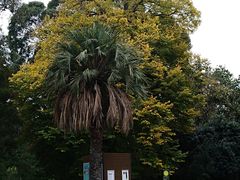 -墨尔本皇家植物园