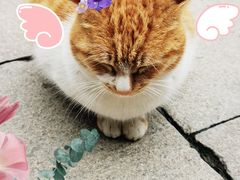 -龙华寺
