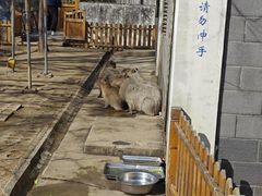 -合肥野生动物园