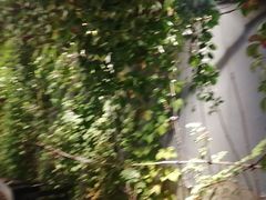 -鸽子窝(宋庄店)