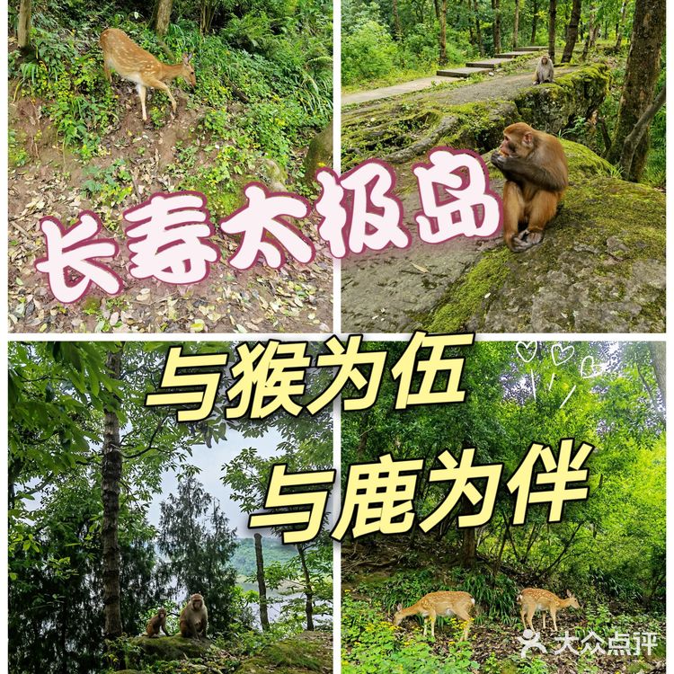 野猴出没，小心！🔥———长寿太极岛