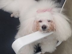 -博特宠物医院24h犬猫全科.骨科·异宠