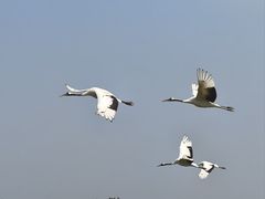 -盐城丹顶鹤湿地生态旅游区