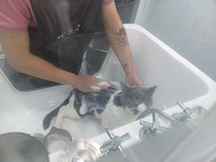 -爱洗澡的猫(望京店)