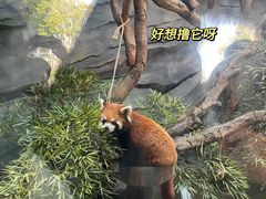 -武汉动物园