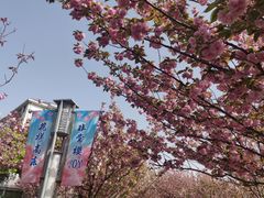 -高东镇樱花园