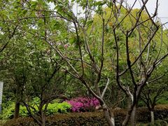 -高东镇樱花园