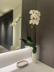 -in BEAUTY法国原液之谜