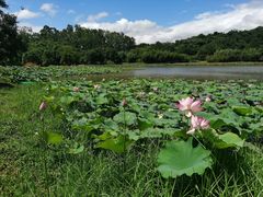 -福建鲤鱼洲酒店
