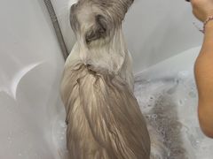 -爱洗澡的猫(望京店)