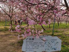 -天适樱花悠乐园
