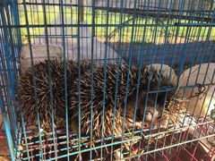 -塞罕坝国家级自然保护区