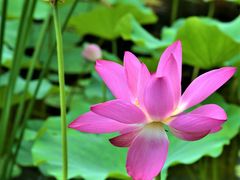 -野鸭湖国家湿地公园