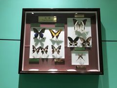 -上海昆虫博物馆