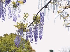 -嘉定紫藤园