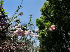 -中央公园(苏州工业园区)