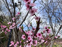 -南汇桃花村