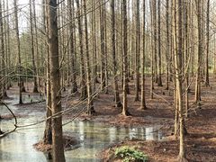 -桤木河湿地公园