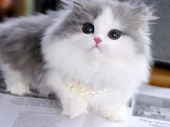 -欣宠猫屋·矮脚拿破仑·蓝金金渐层