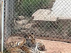 -青藏高原野生动物园