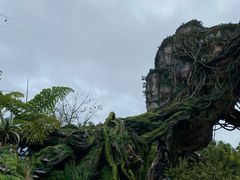 -奥兰多迪士尼动物王国乐园