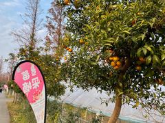 -上海长兴岛郊野公园