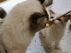 -猫域·湾主题猫咖·宠物吧(南坪城市广场店)
