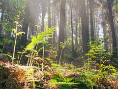-山王坪喀斯特国家生态公园
