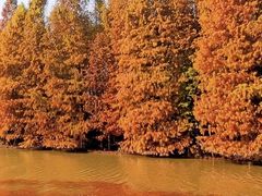 -上海海湾国家森林公园