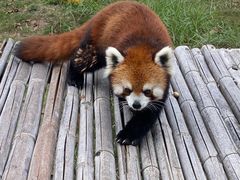 -泉州海丝野生动物世界