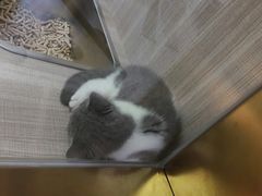 -飞行喵MR PILOT|猫舍·猫咖(静安大融城店)
