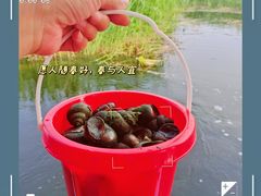 -白洋淀风景区