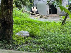 -都江堰中华大熊猫苑