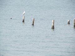 景点-白鹭洲公园